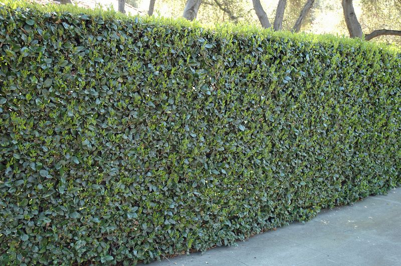 The Biggest Mistake Is Planting The Wrong Ligustrum The Biggest Mistake Is Planting The Wrong Ligustrum