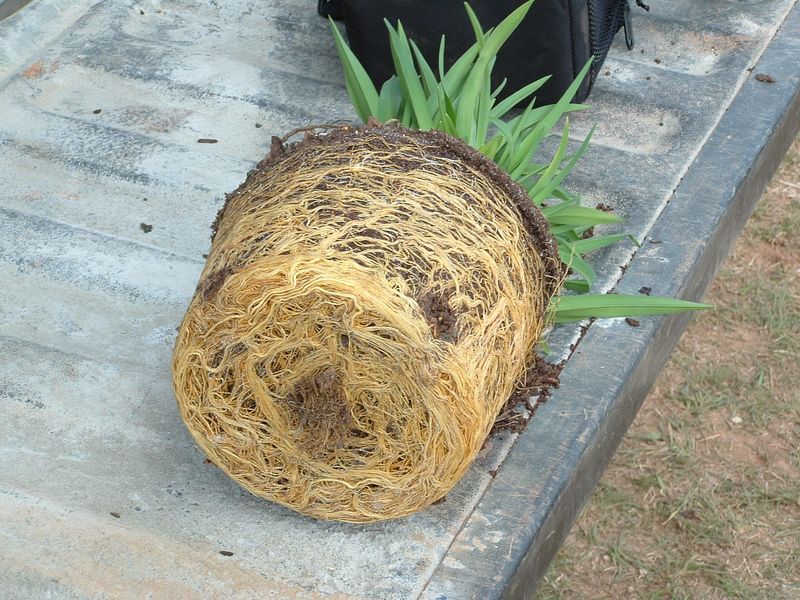 The Biggest Plant Is Not Always The Best Choice