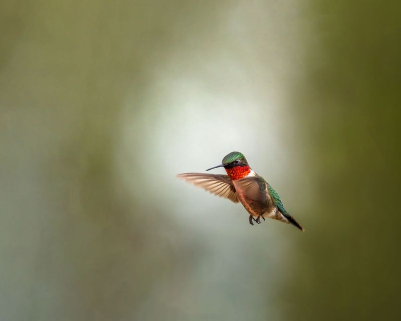 The Biology Behind Late Summer Migration