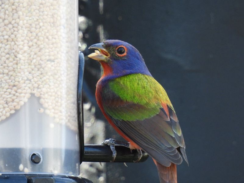 The Bird Feeder Became A Bonus Instead Of The Main Attraction