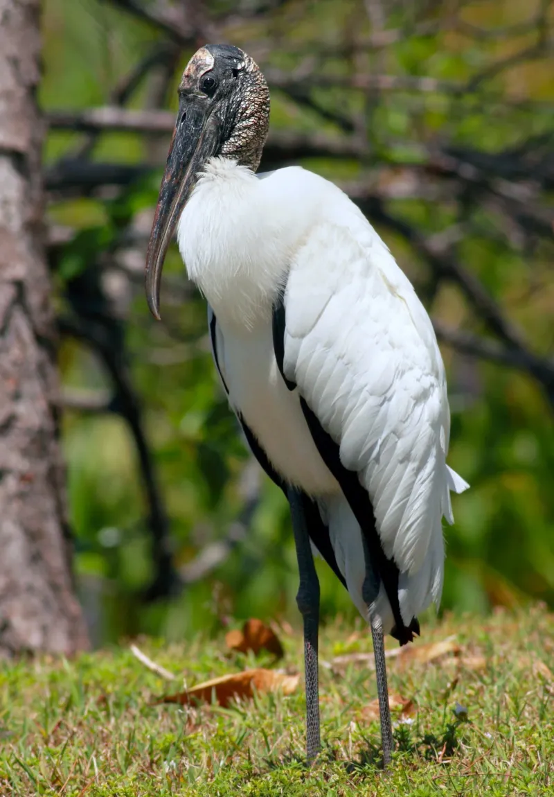 The Bird May Simply Be Resting Near A Feeding Area