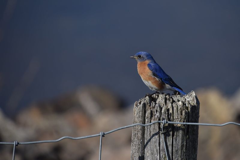 The Birds May Be Nearby but Harder to See