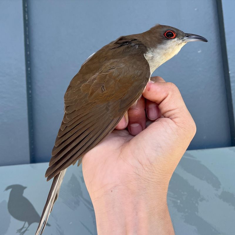 The Birds That Handle The Problem Without Any Spray