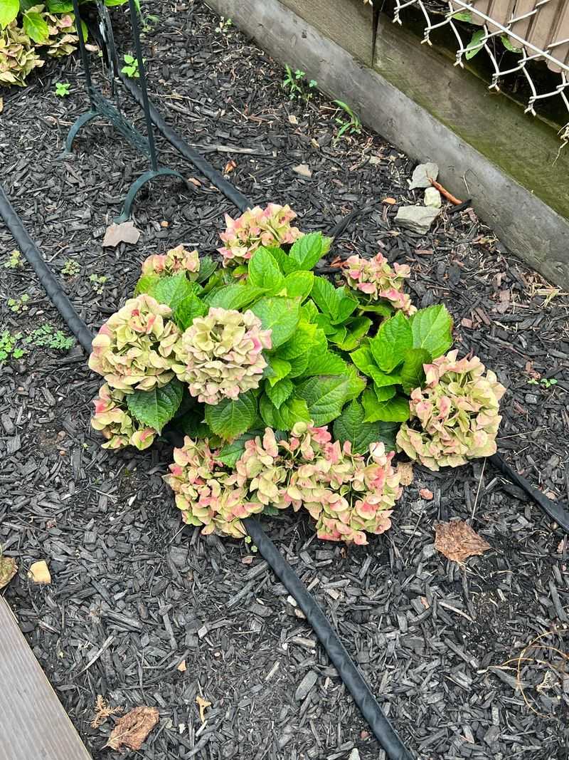 The Blooms Are Simply Getting Older The Blooms Are Simply Getting Older