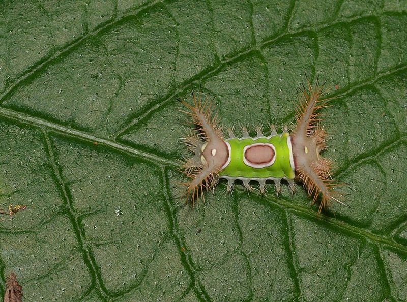 The Bright Green Body Hides A Painful Sting