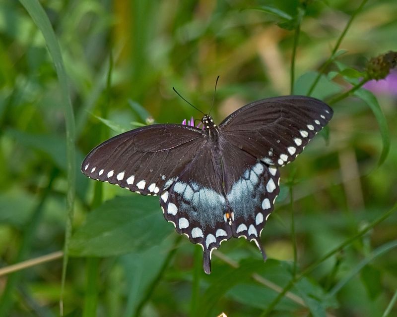 The Butterfly That Depends On Spicebush Alone