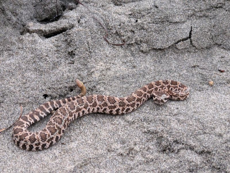 The California Backyard Rattlesnake Depends On Where You Live The California Backyard Rattlesnake Depends On Where You Live