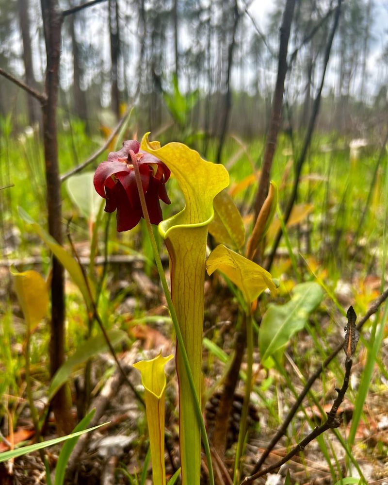 The Canebrake Pitcher Plant Survives In Only A Few Alabama Counties