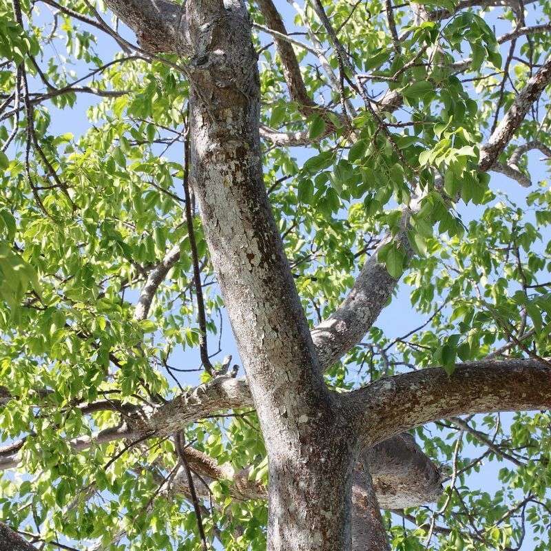 The Canopy Can Outgrow The Site Along With The Roots The Canopy Can Outgrow The Site Along With The Roots
