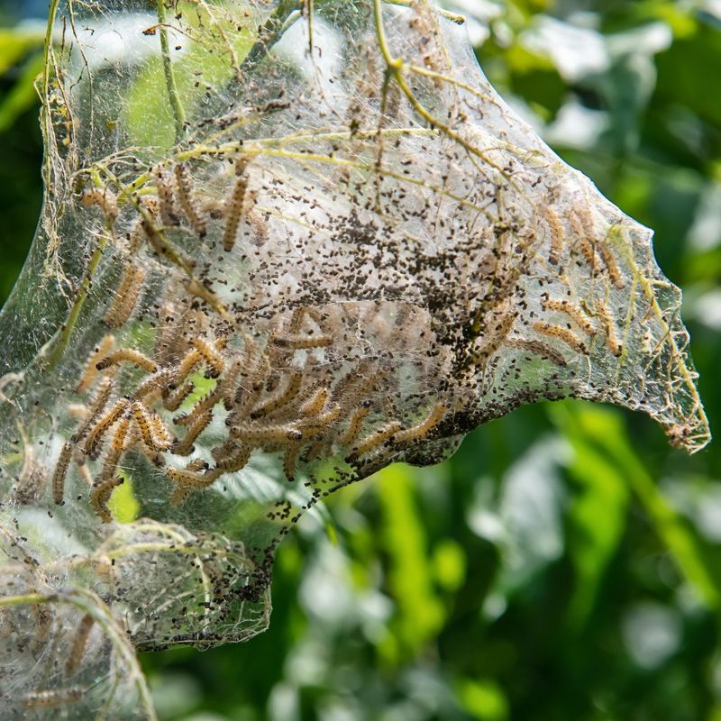 The Caterpillars Feed Inside The Protective Silk Enclosure The Caterpillars Feed Inside The Protective Silk Enclosure