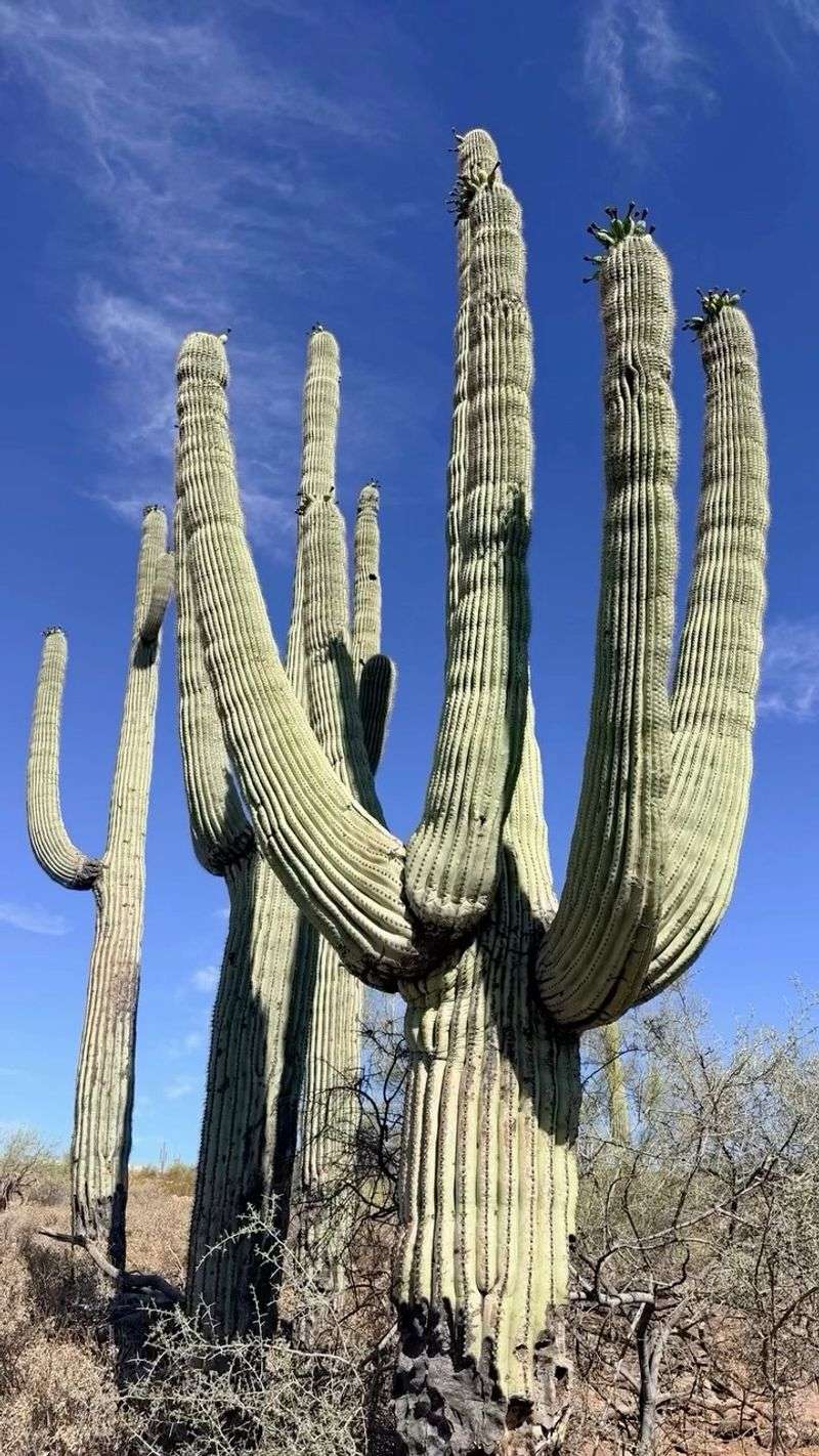 The Cavity Hardens As The Saguaro Heals The Cavity Hardens As The Saguaro Heals