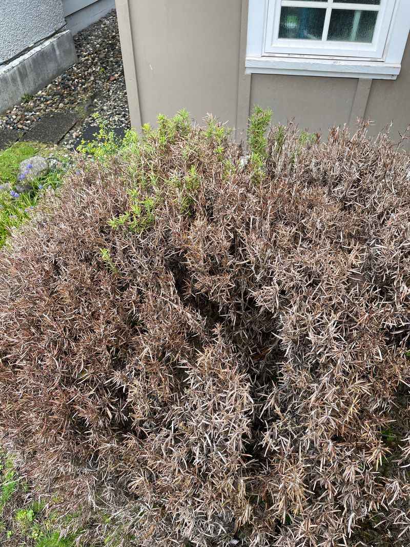 The Center Gets Less Light As Rosemary Thickens The Center Gets Less Light As Rosemary Thickens