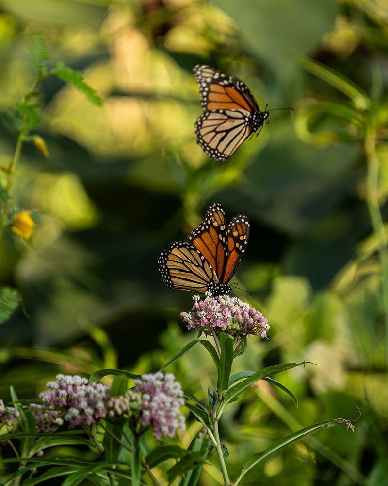 The Central Flyway Concentrates Butterflies Through The State