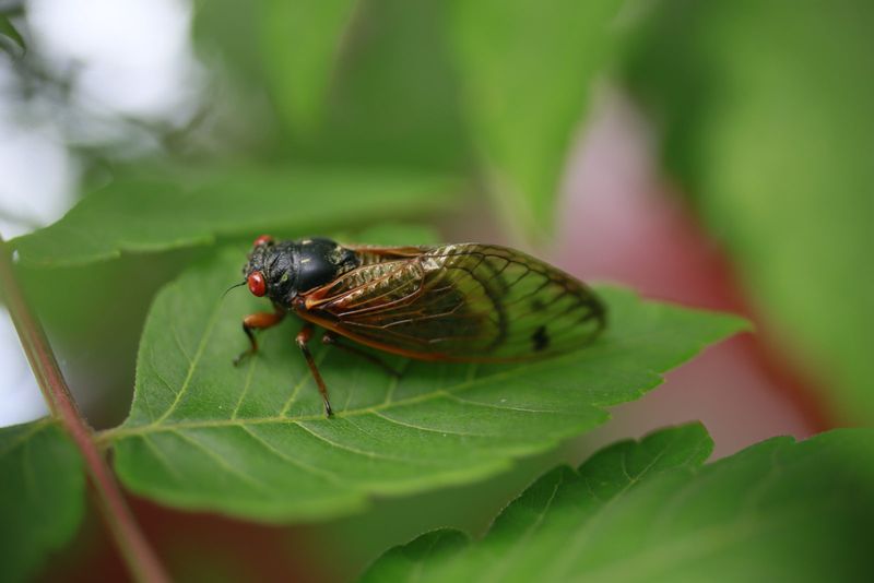 The Cicadas Have Not Disappeared From Your Yard