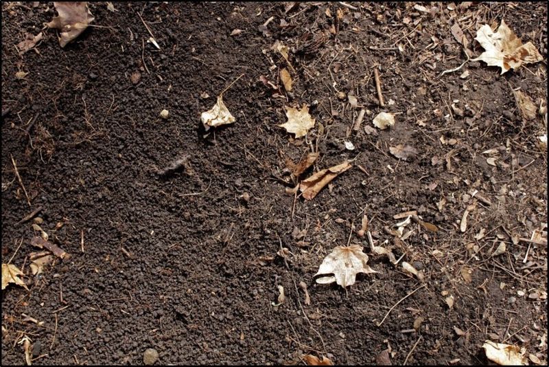 The Coffee-Ground Soil Texture They Can Leave Behind