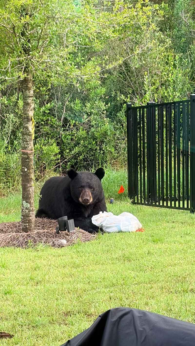 The Connection Between Drought And Bear Behavior