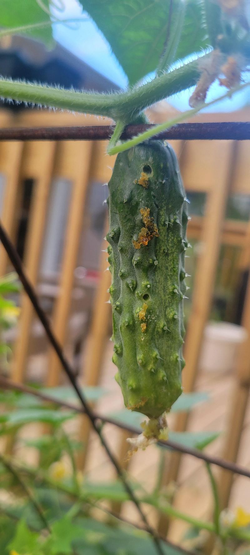 The Culprit Hiding Inside Georgia's Cucumber Vines