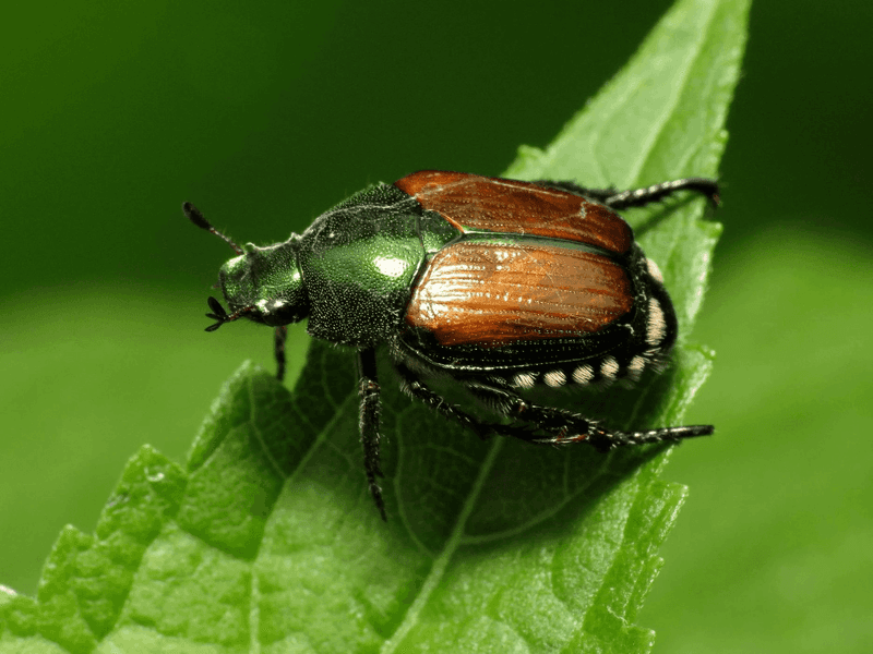 The Culprit Is Japanese Beetle