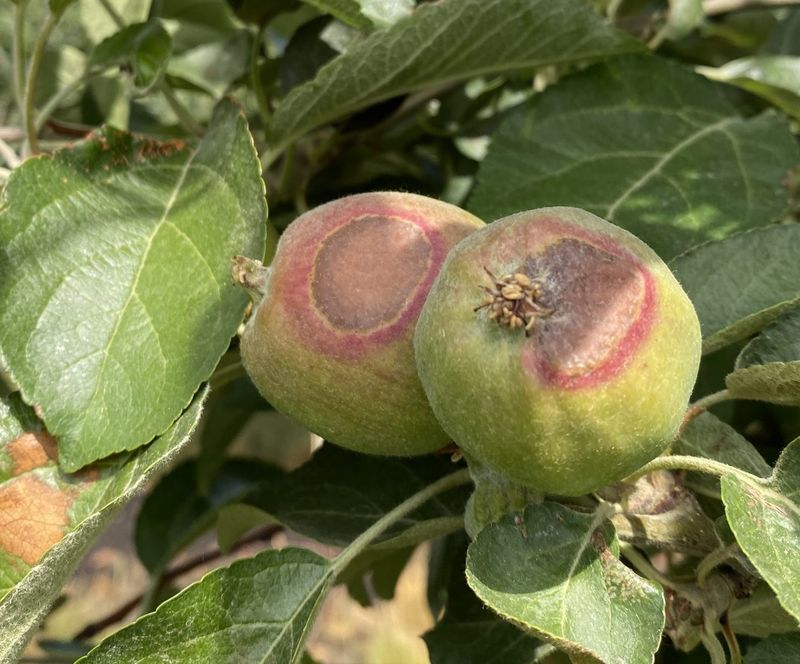 The Damage Can Be Hidden Beneath The Fruit's Skin The Damage Can Be Hidden Beneath The Fruit's Skin