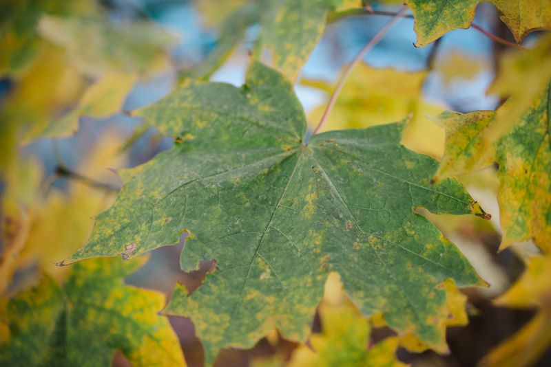 The Damage It Causes To Maple Trees The Damage It Causes To Maple Trees