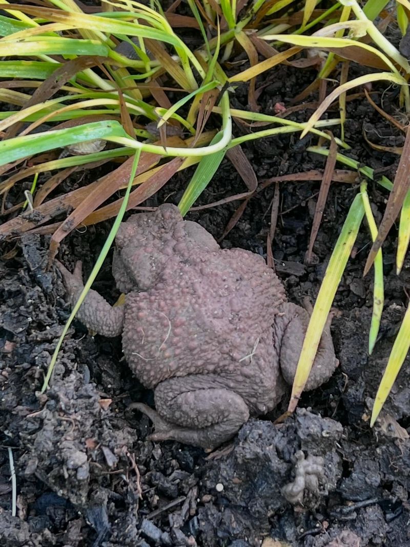 The Damp Soil Makes A Good Hiding Place