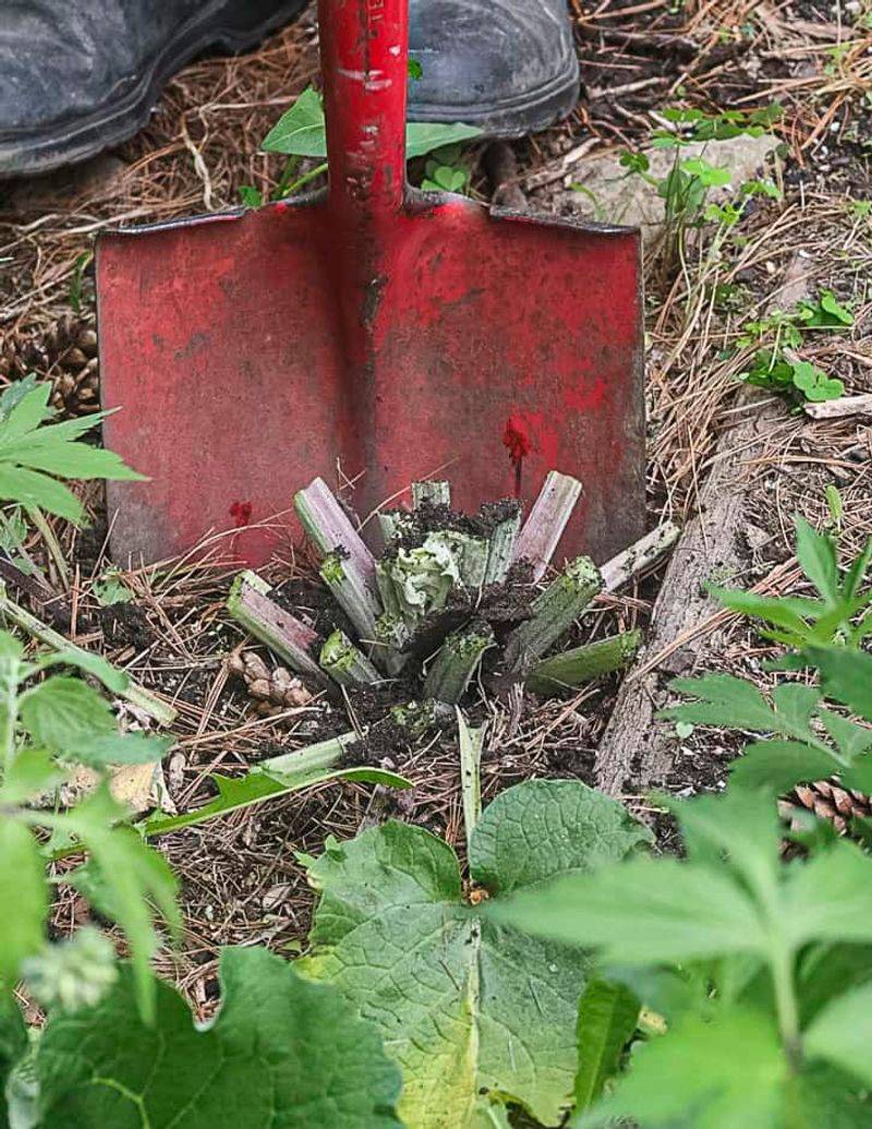 The Deep Taproot Makes Complete Removal More Important The Deep Taproot Makes Complete Removal More Important