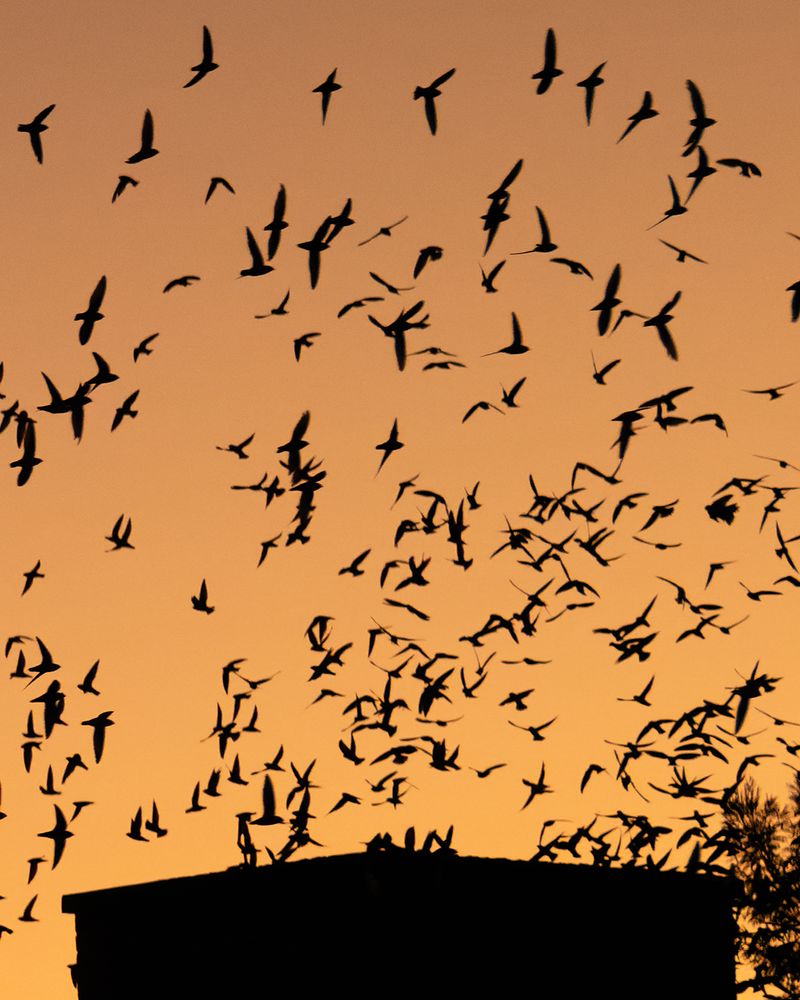 The Departure Window Before The Birds Head South