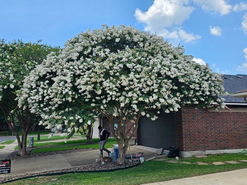 The Difference Between Removing Spent Blooms And Structural Cuts The Difference Between Removing Spent Blooms And Structural Cuts