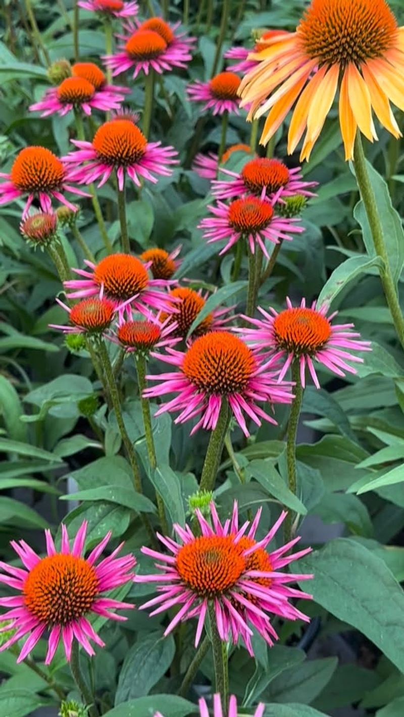 The Difference Between Straight Species Coneflowers And Named Cultivars