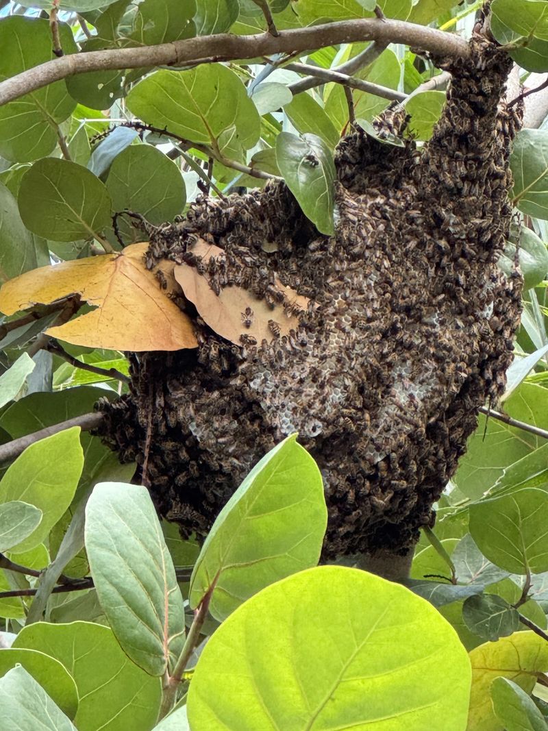 The Difference Between Swarming And Defending A Hive The Difference Between Swarming And Defending A Hive