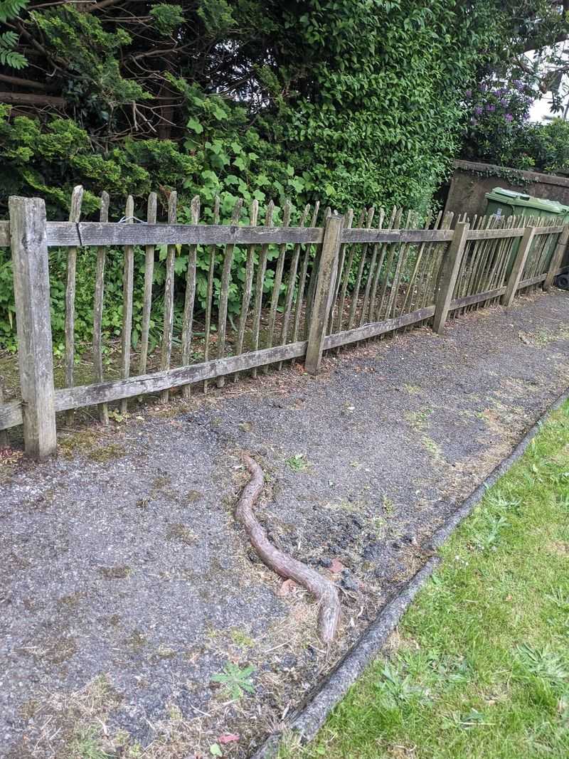 The Difference Between Trimming And Damaging A Tree The Difference Between Trimming And Damaging A Tree