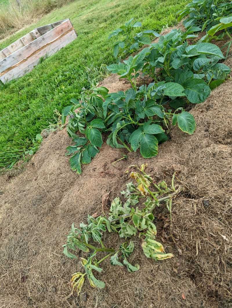 The Difference It Makes For Soil And Plant Health