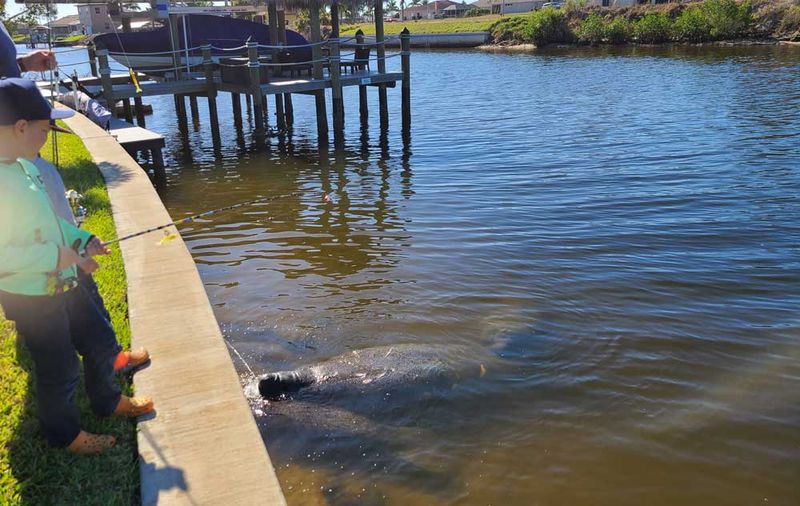 The Dock May Provide Shelter From Busy Waterways