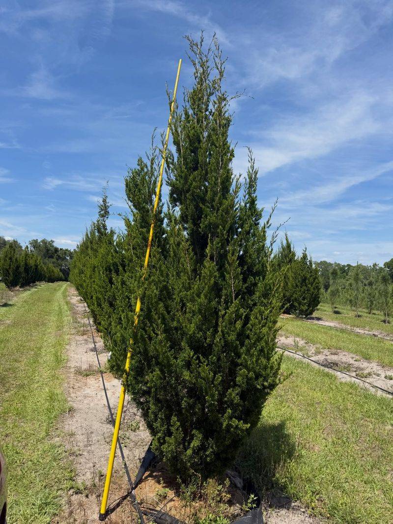 The Eastern Red Cedar Advantage For Privacy