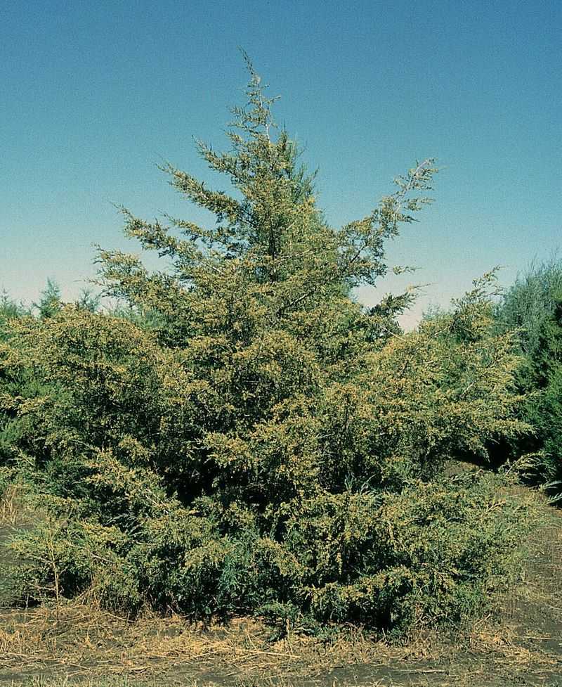 The Eastern Red Cedar Asks For Almost Nothing The Eastern Red Cedar Asks For Almost Nothing
