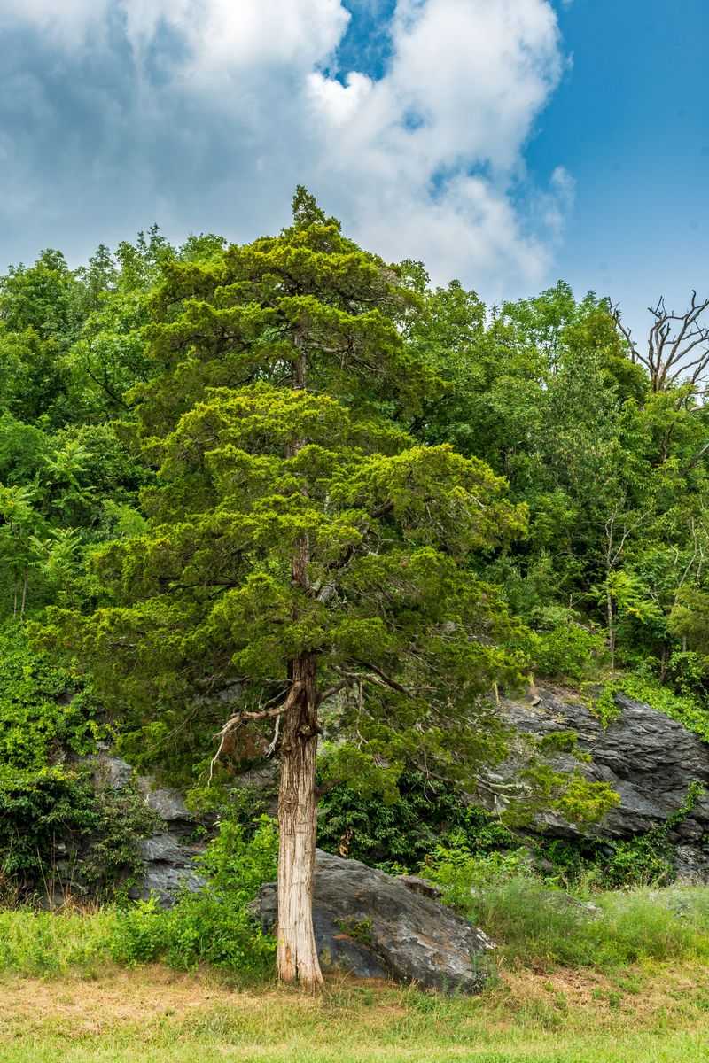 The Eastern Red Cedar Explained