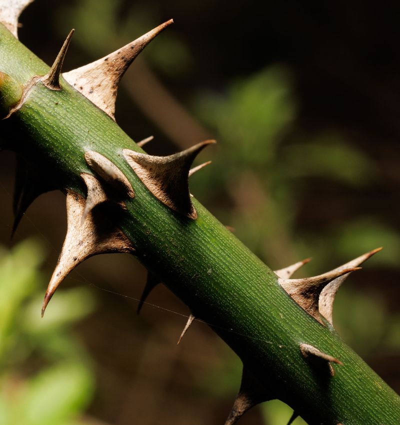 The Ecological Damage Behind The Thorns The Ecological Damage Behind The Thorns
