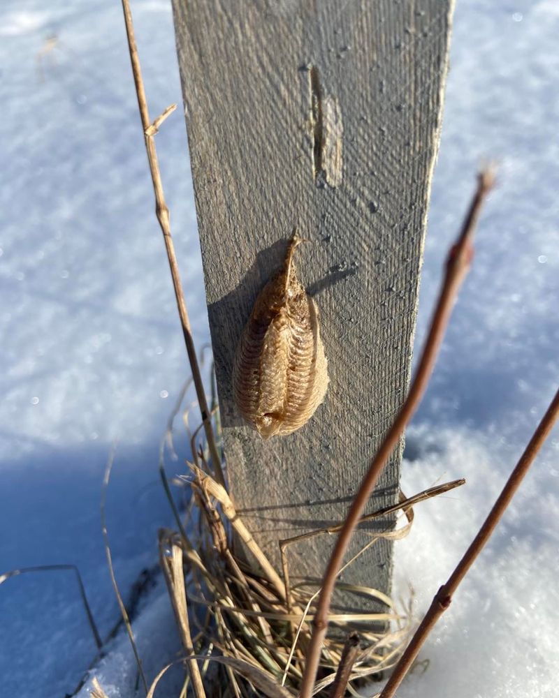 The Eggs Stay Inside Through The Winter The Eggs Stay Inside Through The Winter