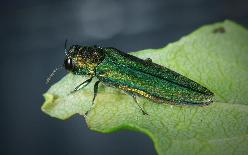 The Emerald Ash Borer Behind Vermont's Growing Tree Problem