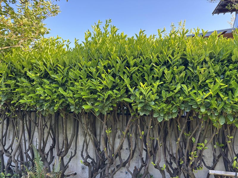 The Evergreen Hedge Hiding A Toxic Secret The Evergreen Hedge Hiding A Toxic Secret