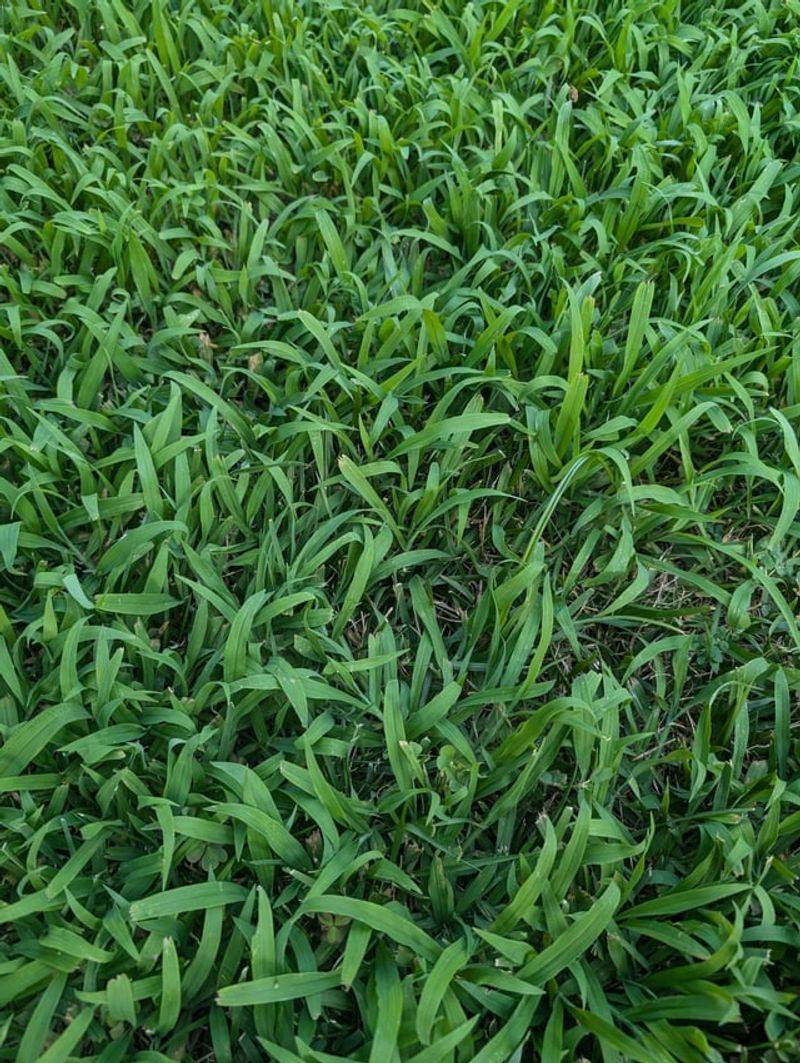 The Extra Lead Time Helps You Get Ahead Of Existing Weeds The Extra Lead Time Helps You Get Ahead Of Existing Weeds