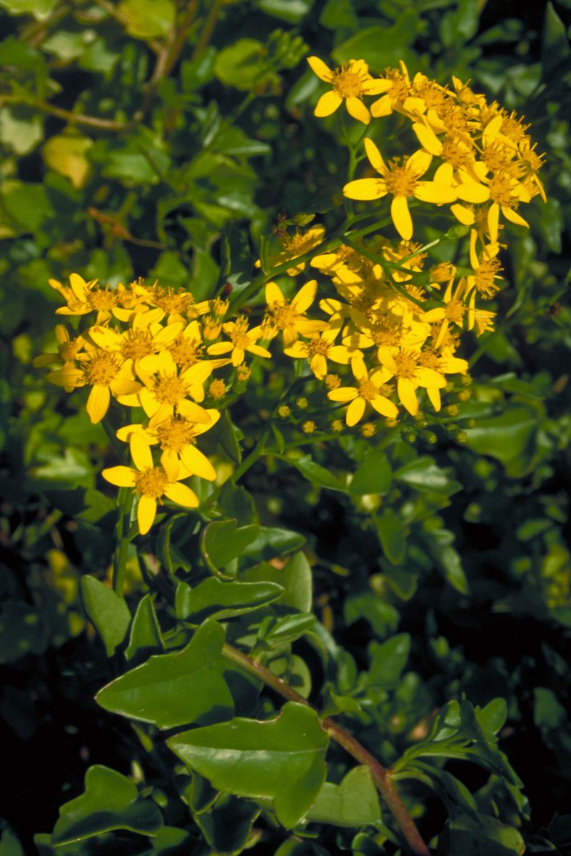 The Fast-Growing Vine That Never Knows When To Stop