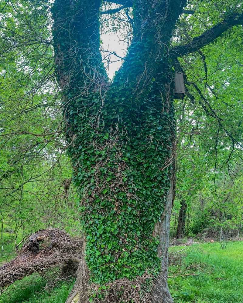 The Fate Of Ivy Already Growing In Your Yard