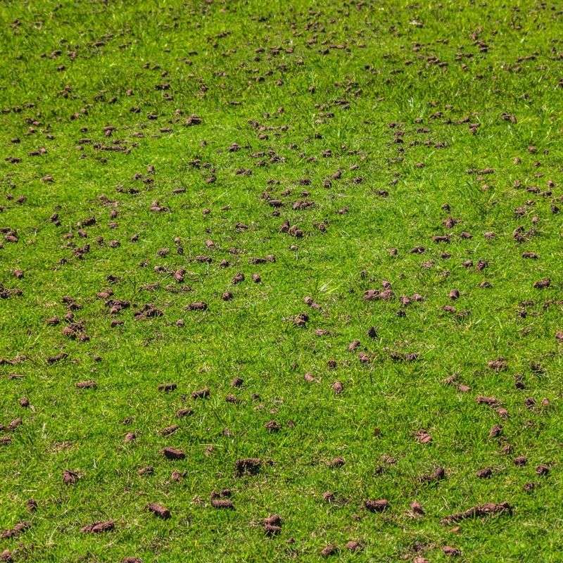 The Fertilizer Timing That Follows Aeration In Delaware