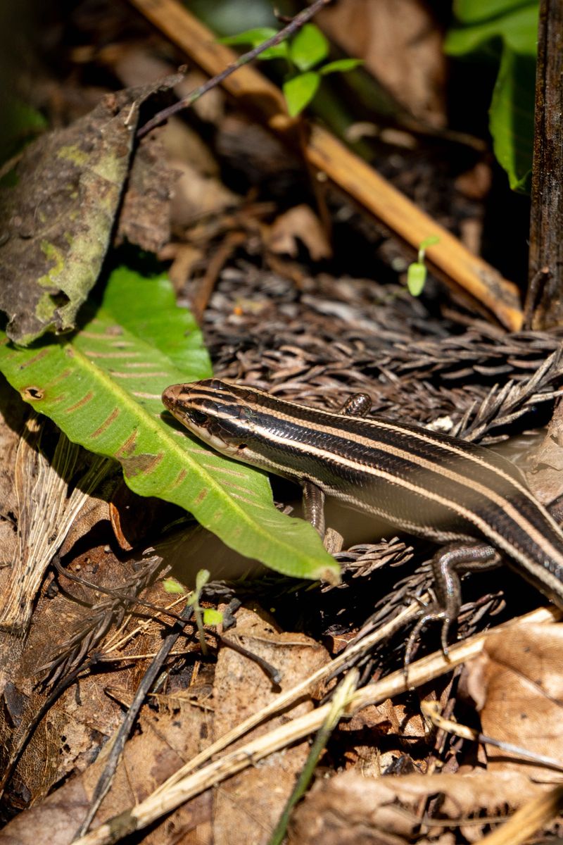 The Five-Lined Skink Is Turning Up In Illinois Yards The Five-Lined Skink Is Turning Up In Illinois Yards
