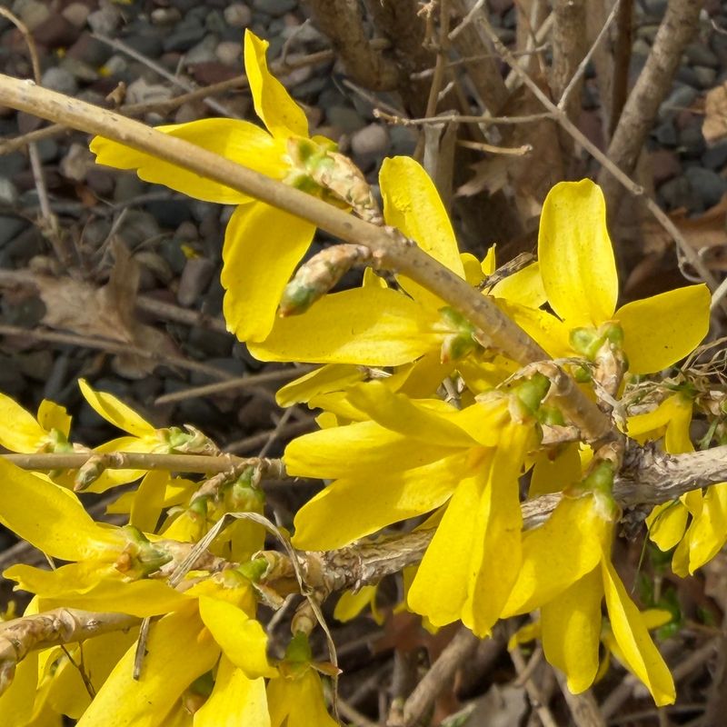 The Flower Buds Are Already There