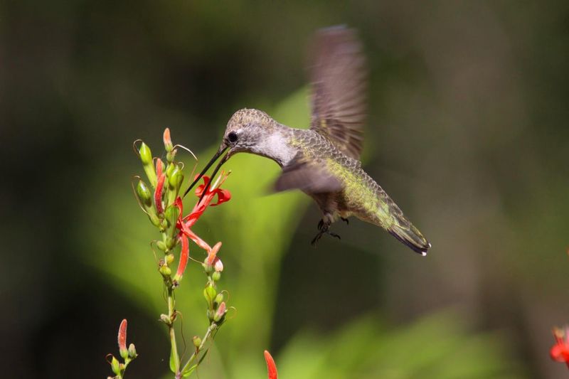 The Flower Shape Is Perfect For Hummingbirds