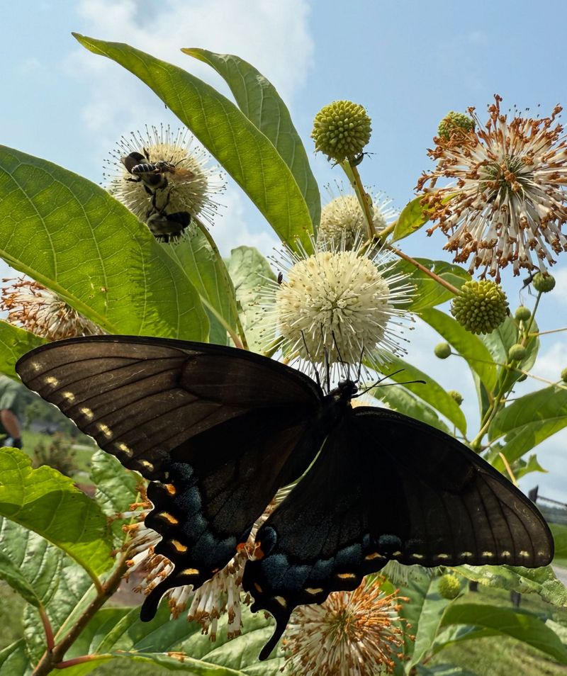 The Flowers Are Pollinator Magnets
