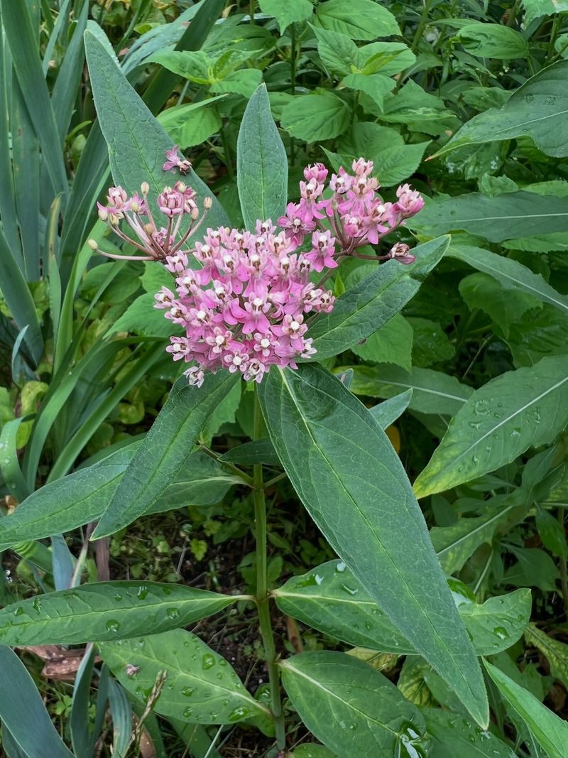 The Flowers Feed More Than Monarchs The Flowers Feed More Than Monarchs