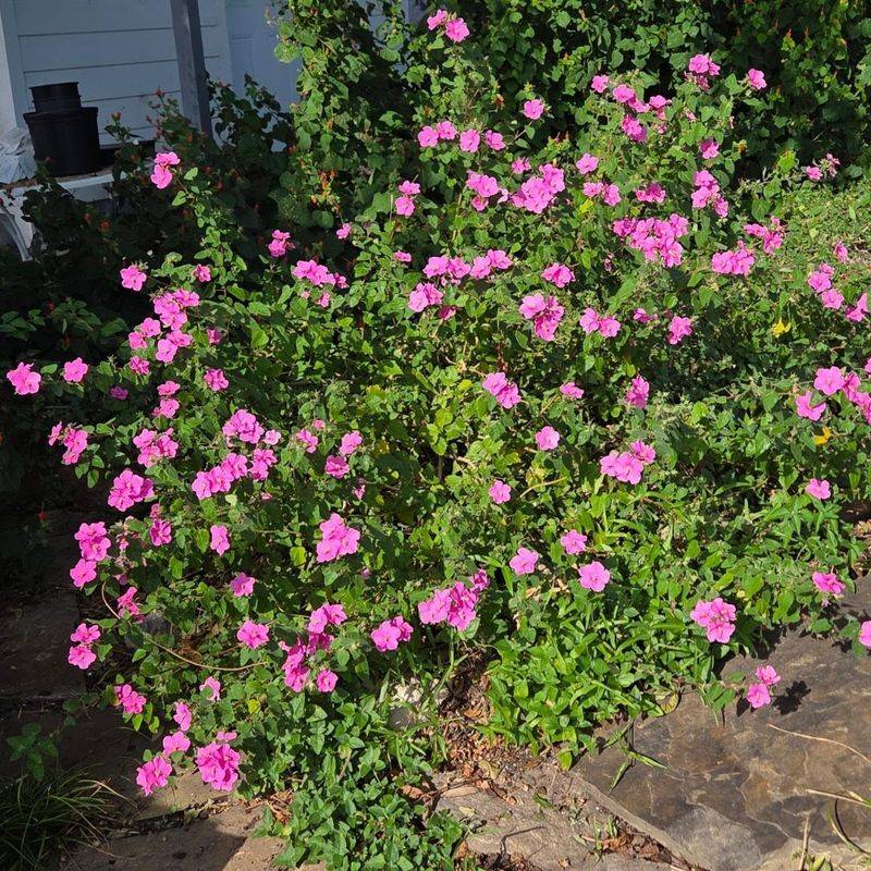 The Flowers Keep Coming For Months, Not Weeks The Flowers Keep Coming For Months, Not Weeks